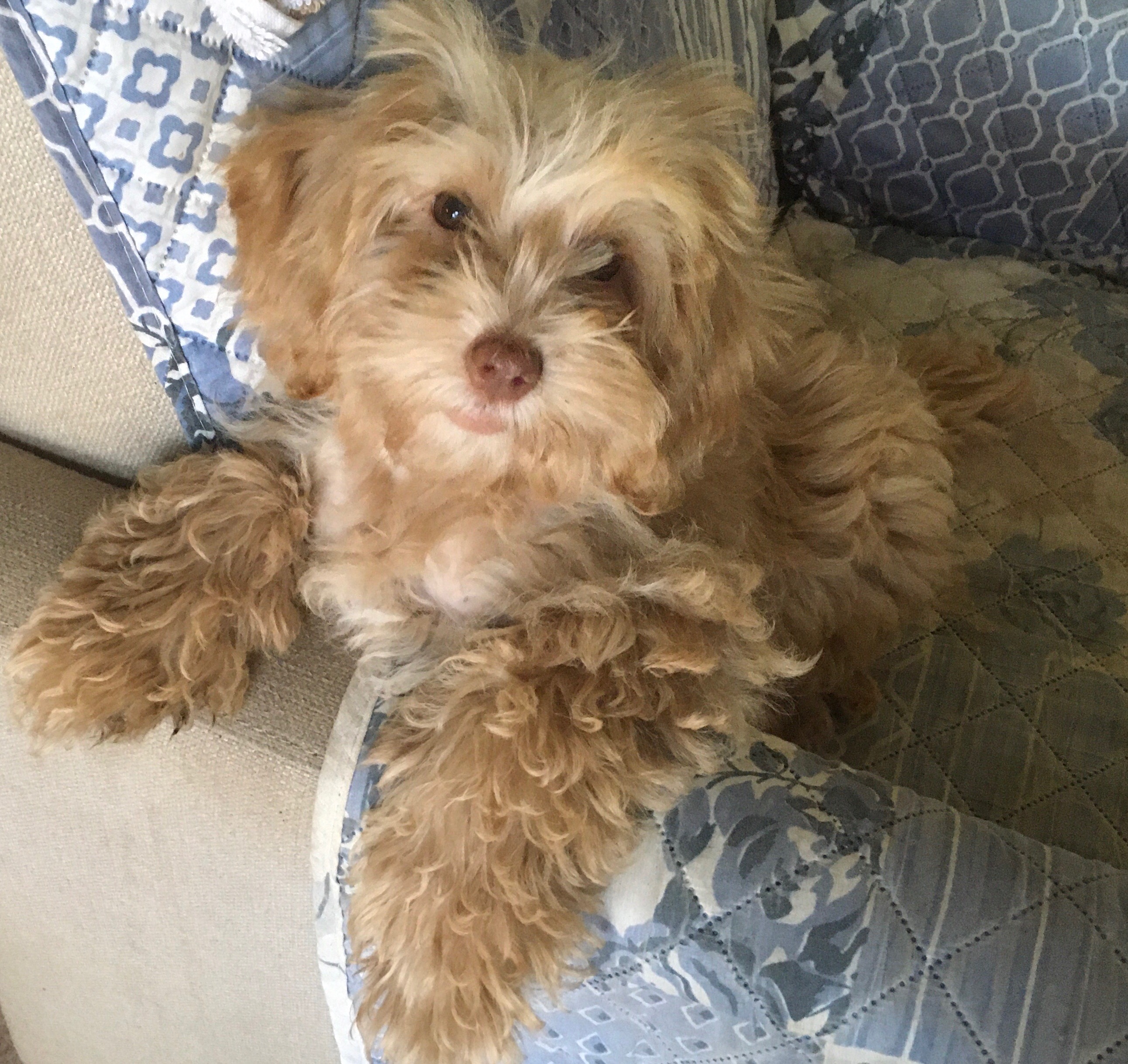 Canyon Court Labradoodles